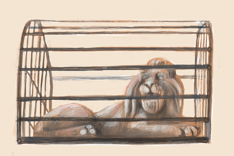 Sai in quale piazza puoi trovare un leone in gabbia?