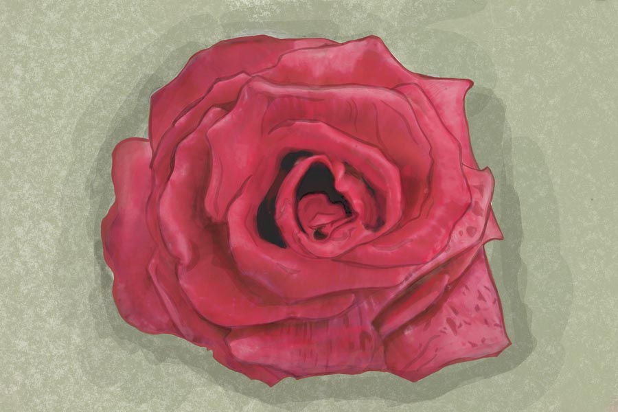 La rosa di Gorizia