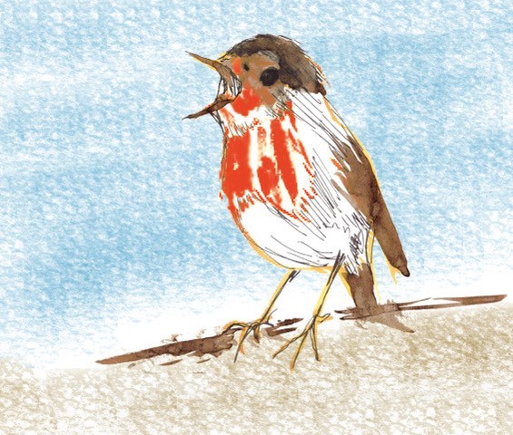 ucellino
